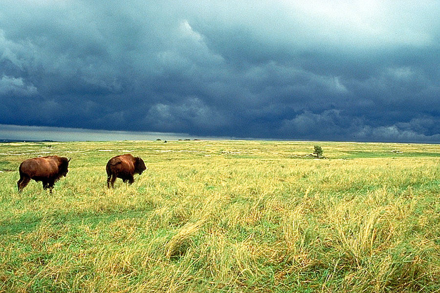 Buffalo